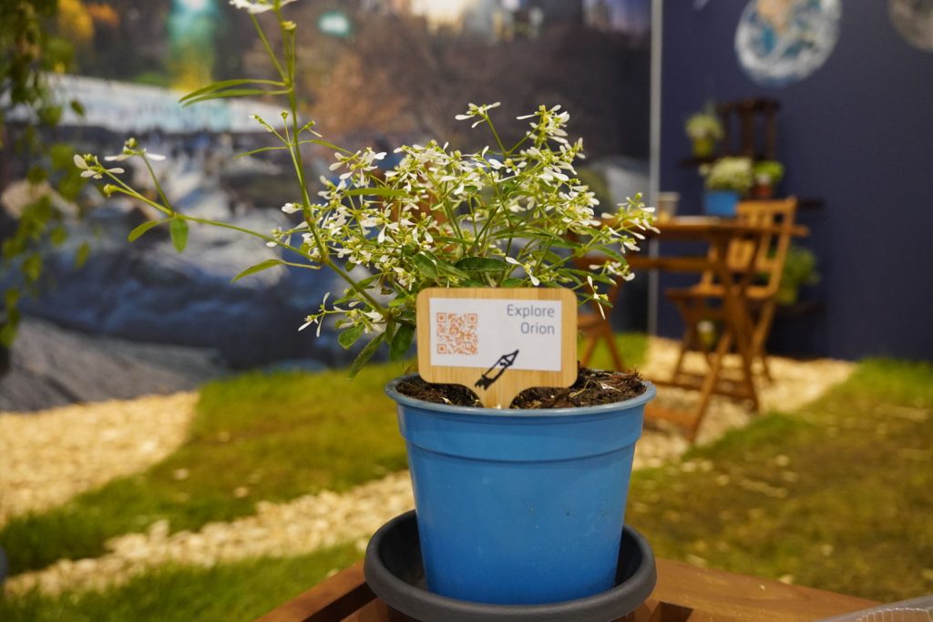 Ein Baum zum Wohlfühlen